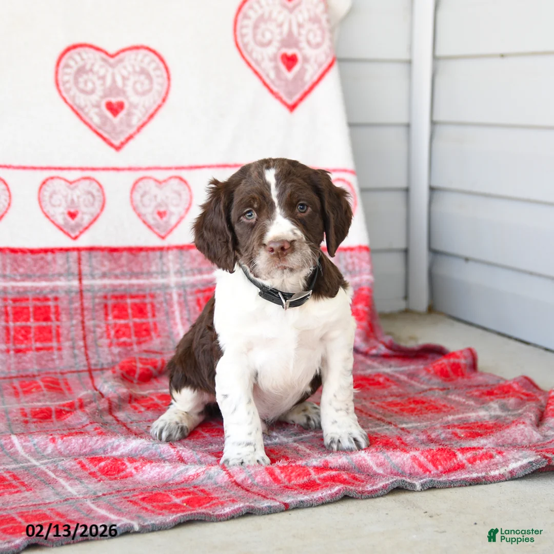 English Springer Spaniel dogs for sale: Dodger - Ad 2