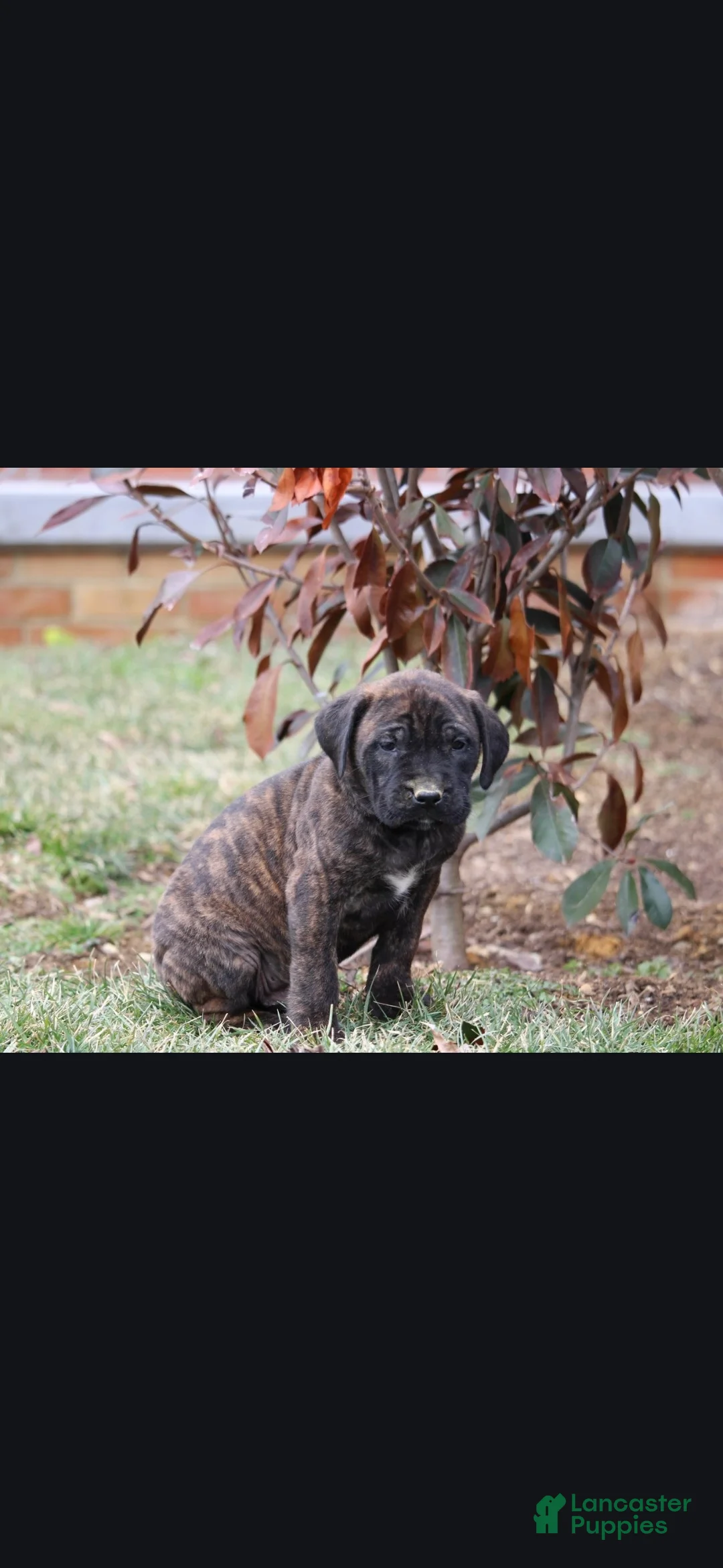 English Mastiff dogs for sale: Kodiak - Ad 1