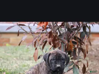 English Mastiff dogs for sale: Kodiak - Ad 4