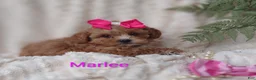 Shihpoo dogs for sale: Shihpoo Puppy 7 Marlee - Ad 6