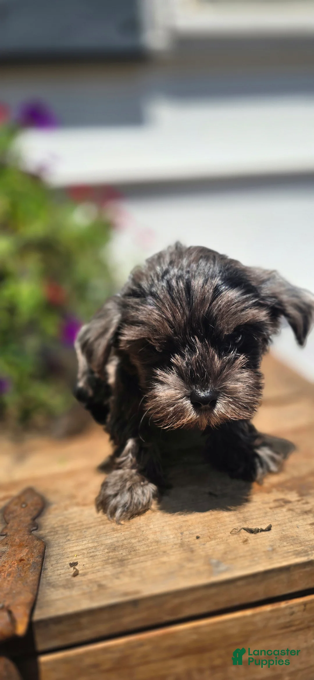 Yorkshire Terrier dogs for sale: 🖤 OREO XS BABY-DOLL FACE - Ad 1