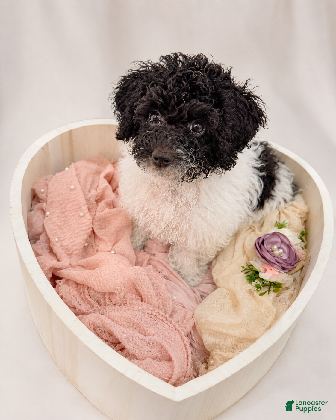 Cockapoo dogs Khloé  - Ad 1
