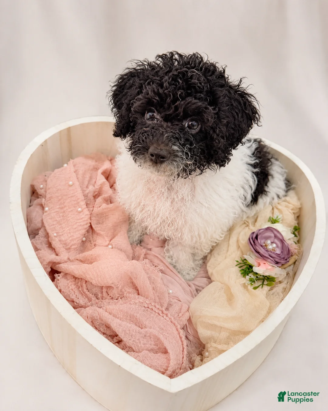Cockapoo dogs for sale: Khloé  - Ad 1