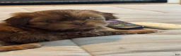 Teddy Bear dogs for sale: Teddy Bear Puppy 1 - Ad 1
