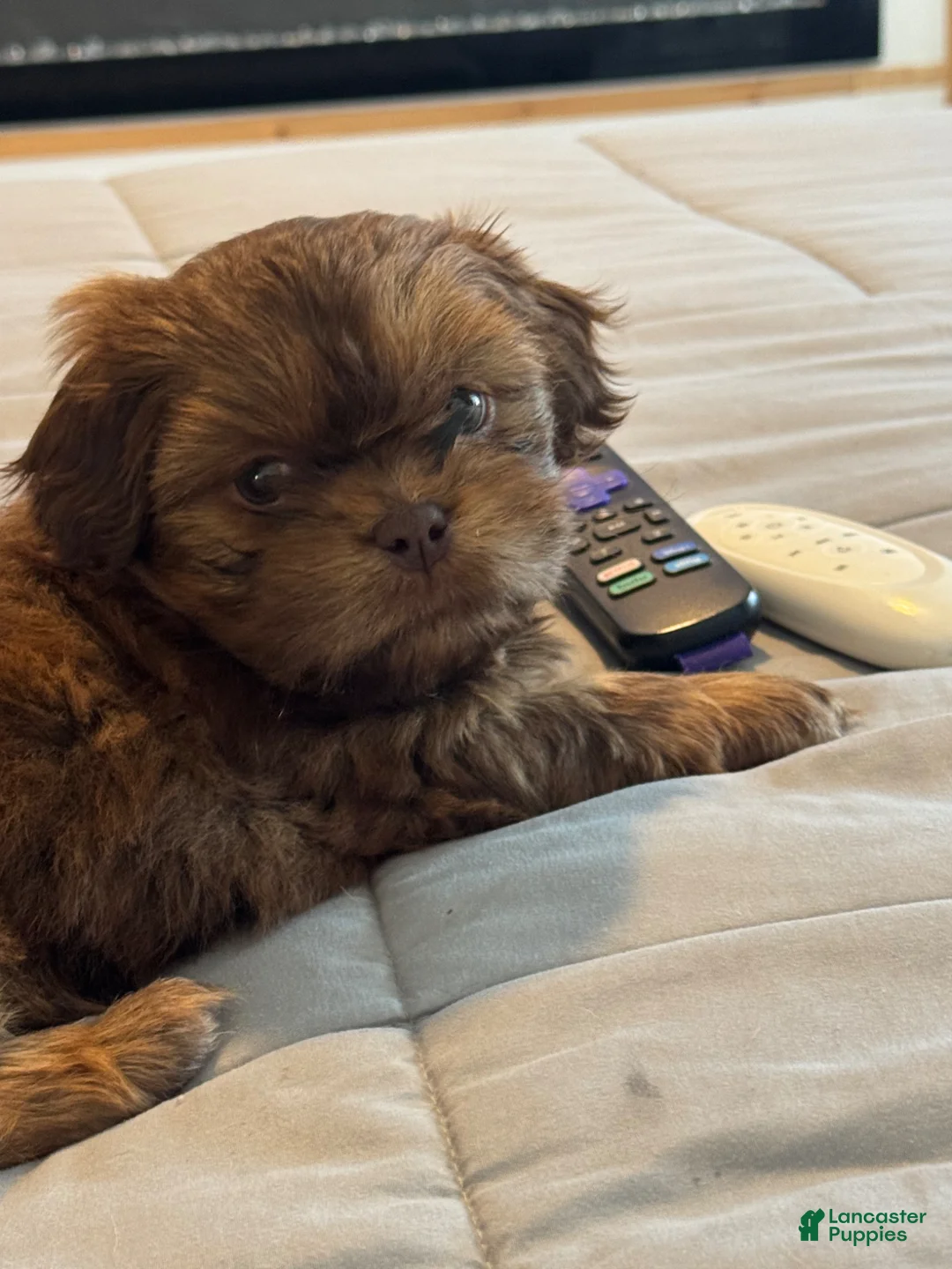 Teddy Bear dogs for sale: Teddy Bear Puppy 1 - Ad 1