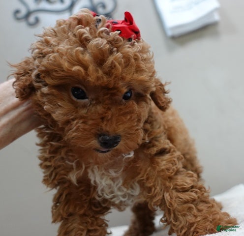 Toy Poodle dogs Deep Red - Ad 31