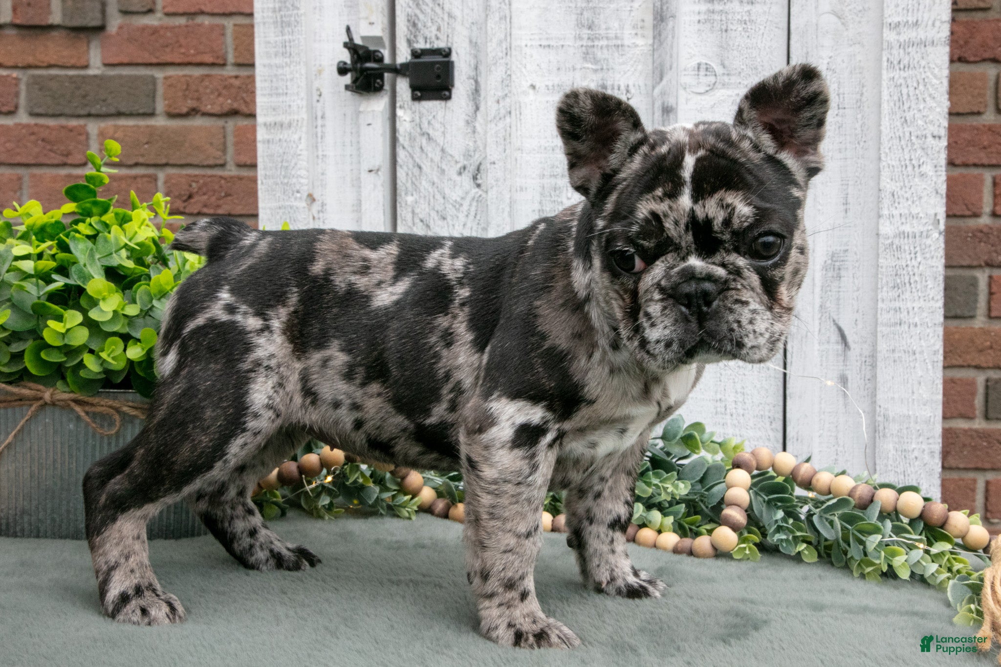 French Bulldog dogs Maple - Ad 1