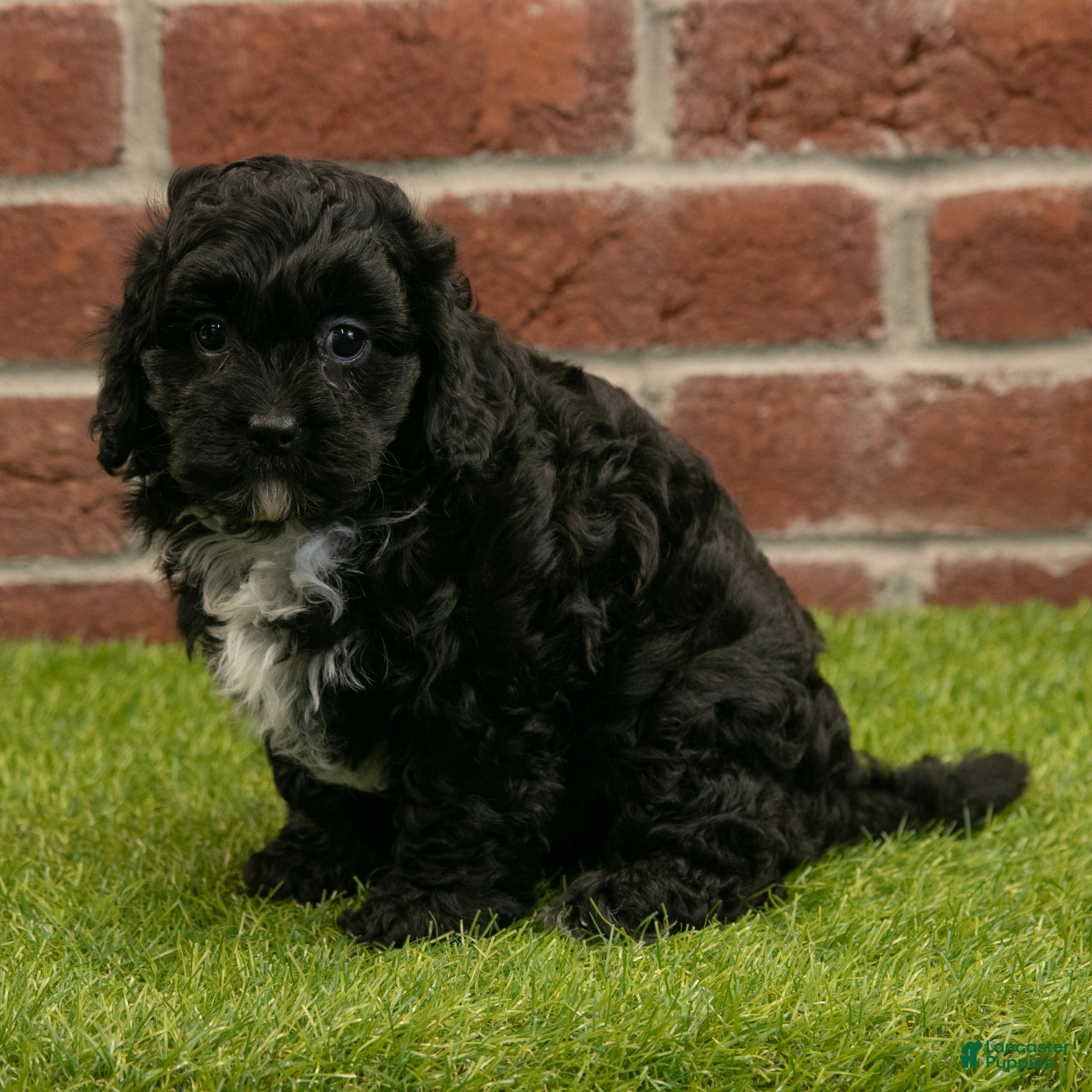 Cavapoo dogs Asher - Ad 1