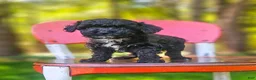 Mini Bernedoodle dogs for sale: Oreo - Ad 3