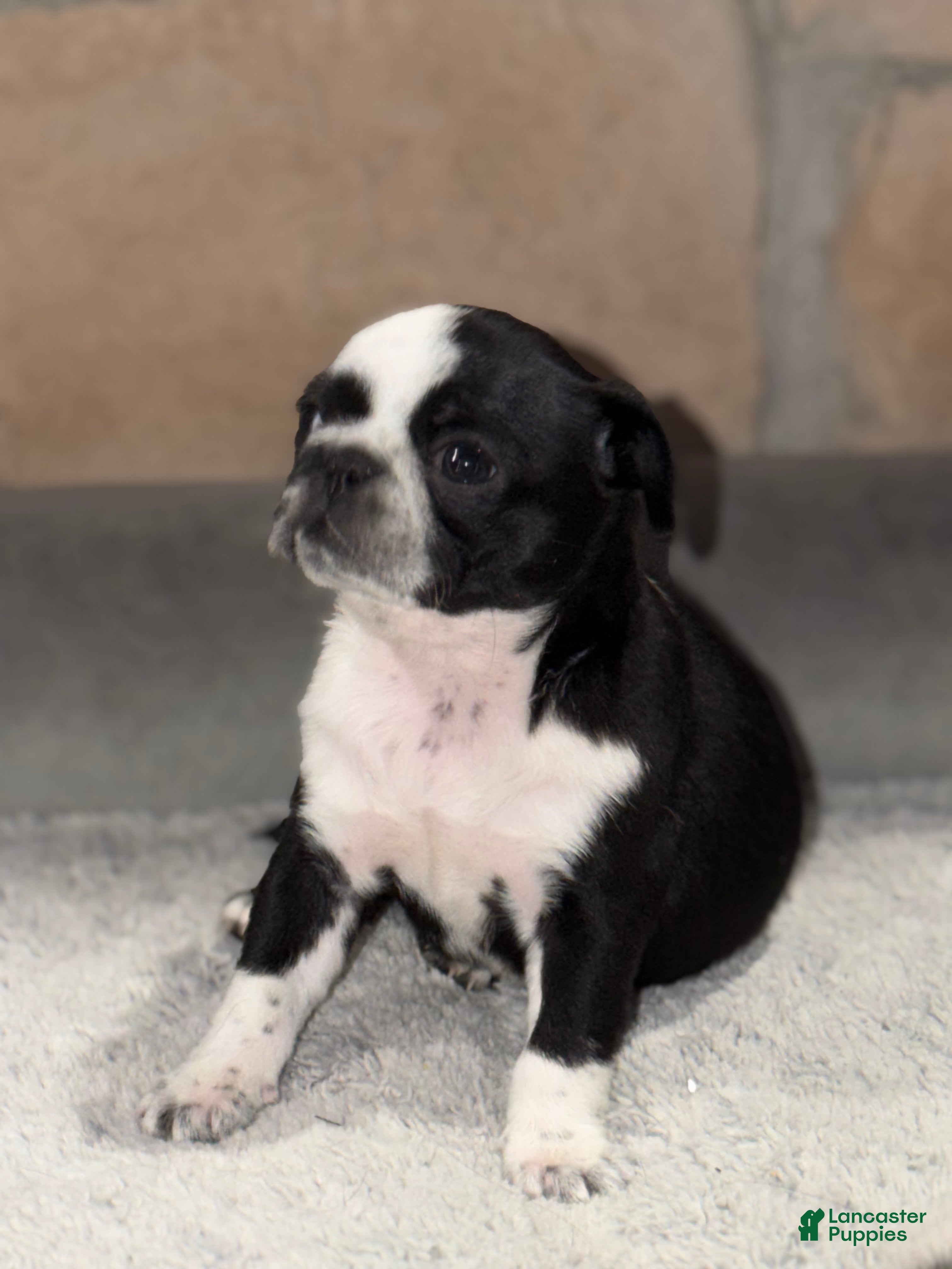 Pug dogs Panda  - Ad 18