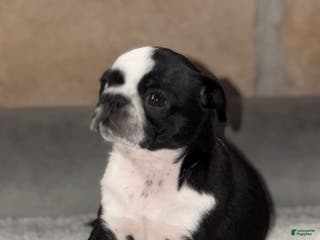 Pug dogs Panda - Ad 18