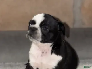 Pug dogs Panda - Ad 1