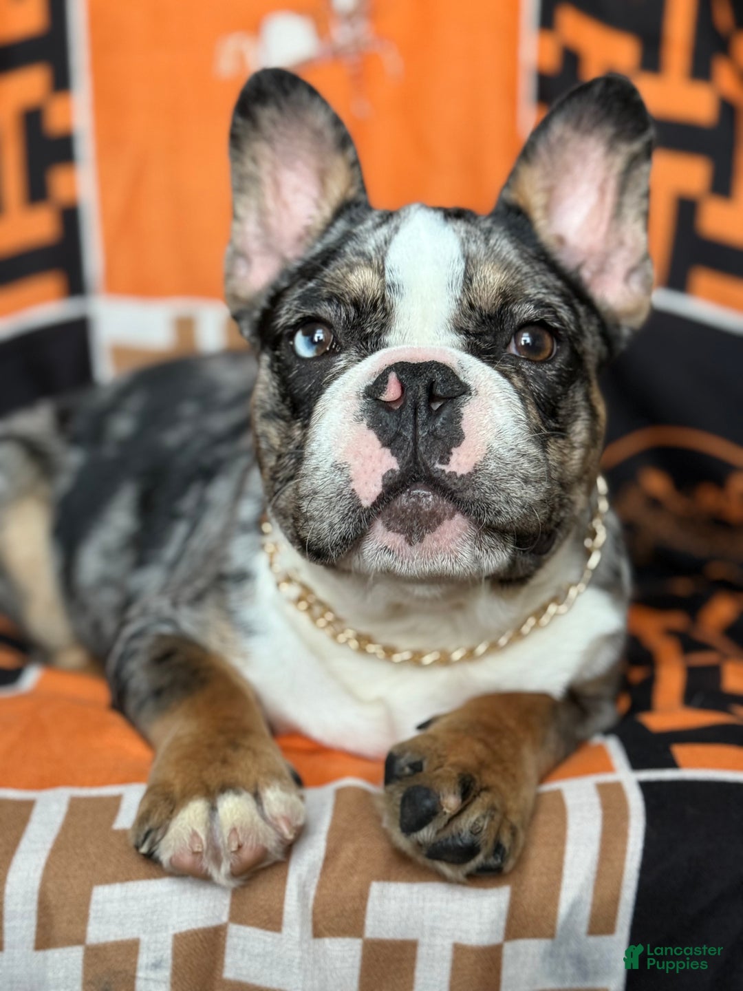 French Bulldog dogs for sale: Marcus - Ad 1