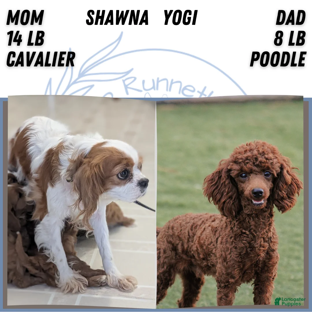 Cavapoo dogs for sale: Arlo - Ad 13