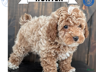 Miniature Poodle dogs Hunter - Ad 12