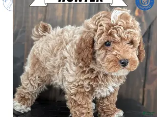 Miniature Poodle dogs Hunter - Ad 31