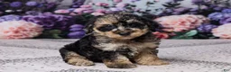 Miniature Poodle dogs for sale: Regan - Ad 3