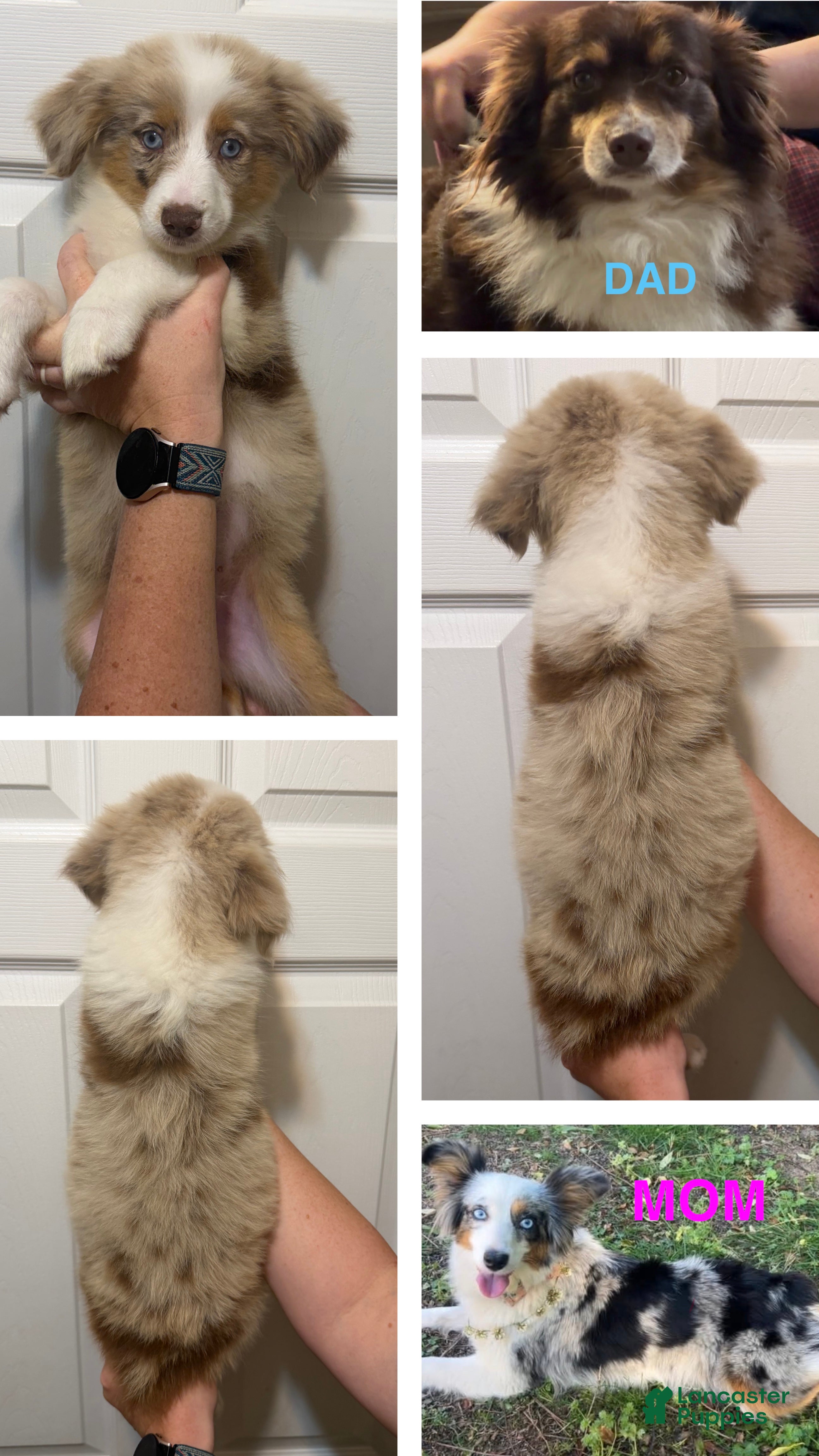 Miniature Australian Shepherd dogs Lime - Ad 12