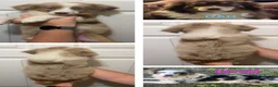 Miniature Australian Shepherd dogs for sale: Lime - Ad 2
