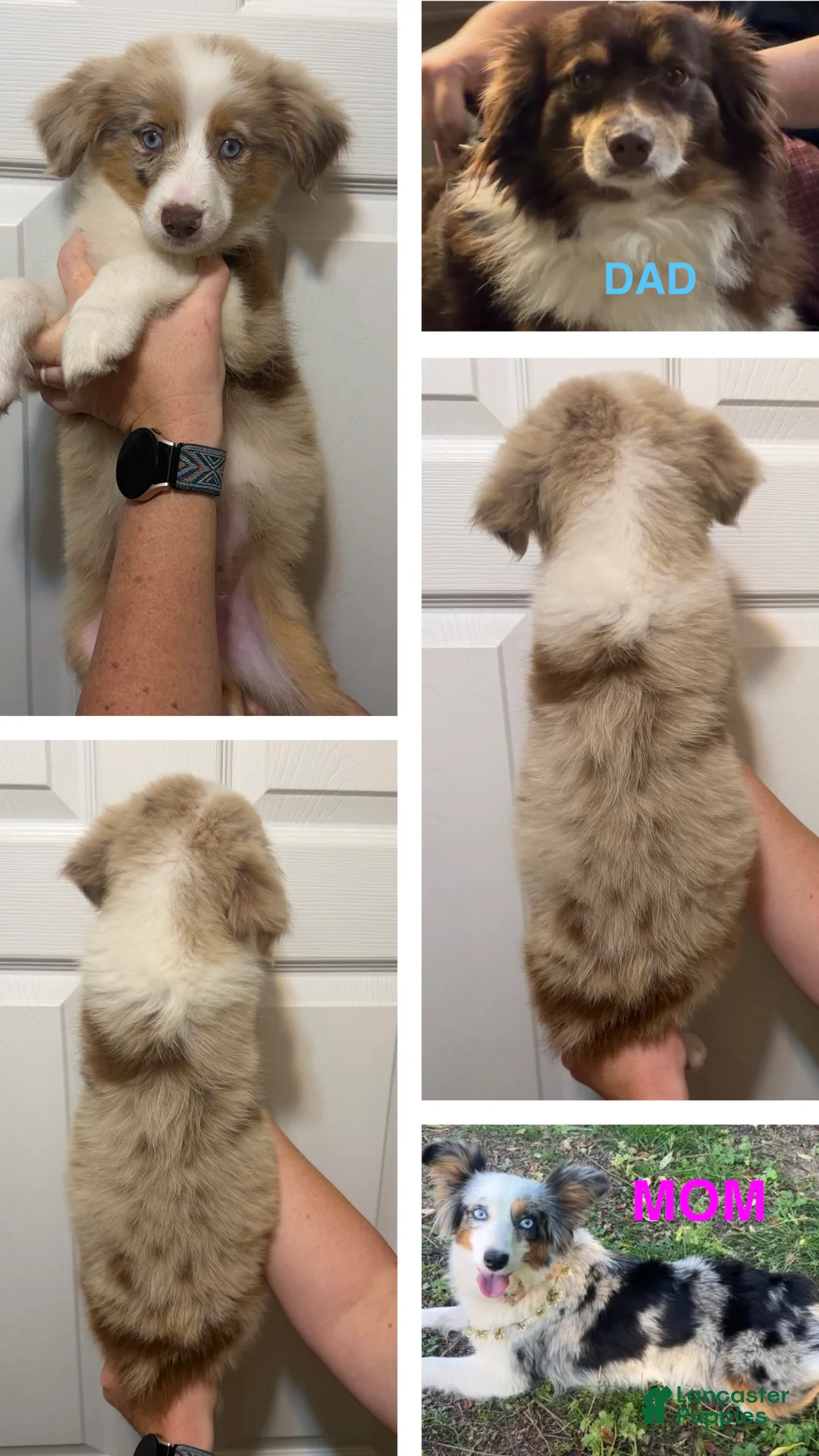 Miniature Australian Shepherd dogs for sale: Lime - Ad 2