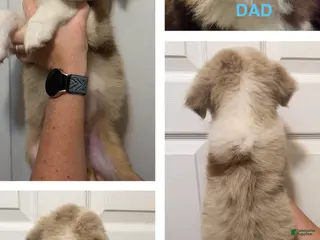 Miniature Australian Shepherd dogs Lime - Ad 12