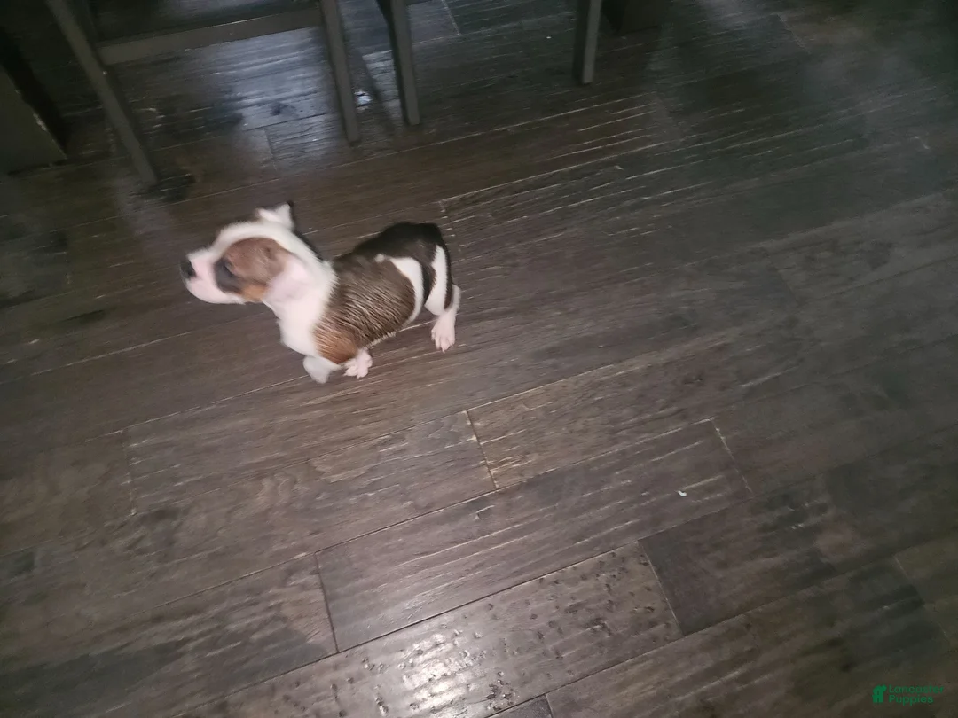 Mixed Breed dogs for sale: Patches - Ad 1