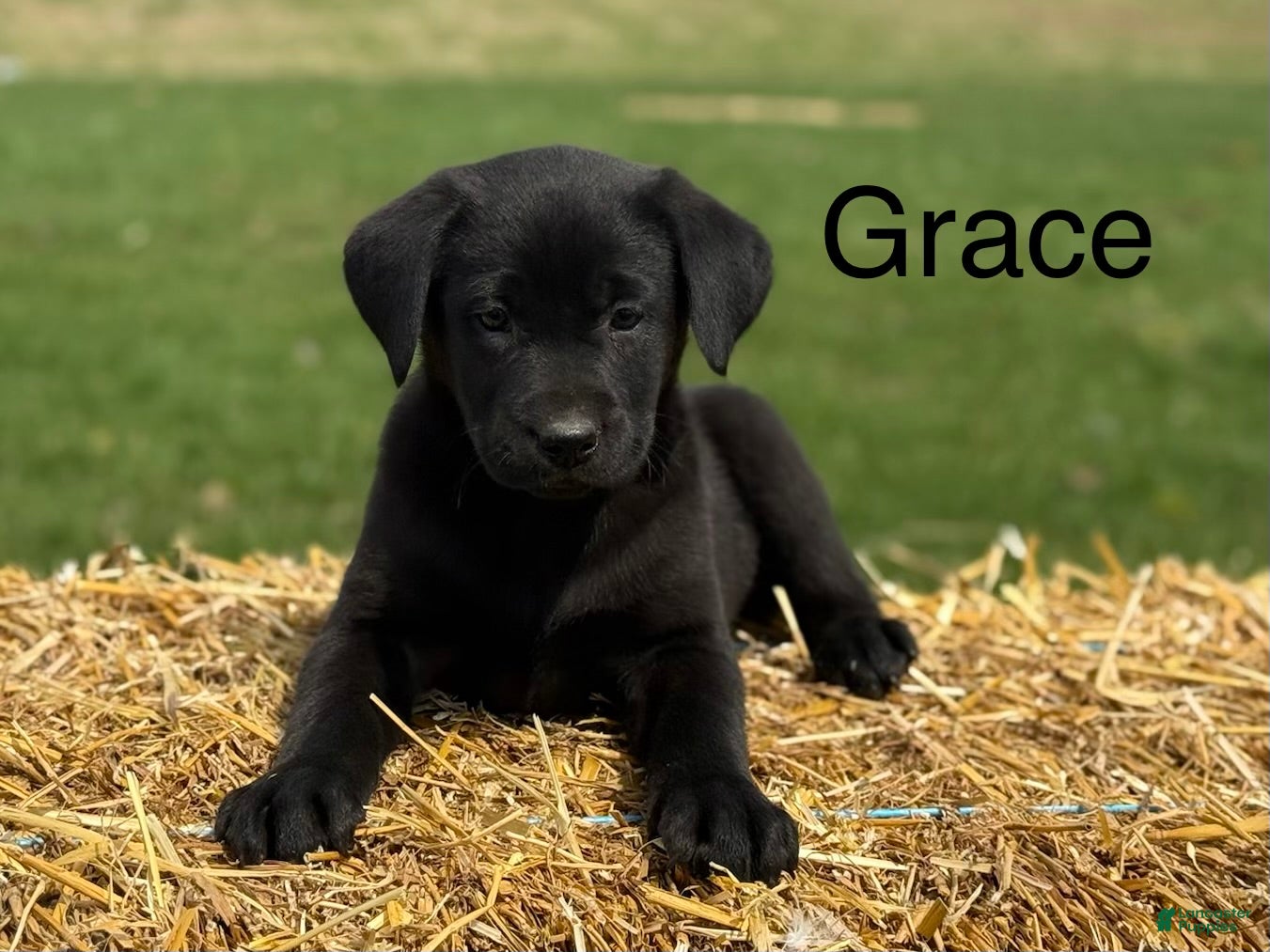 Labrador Retriever dogs Grace - Ad 37