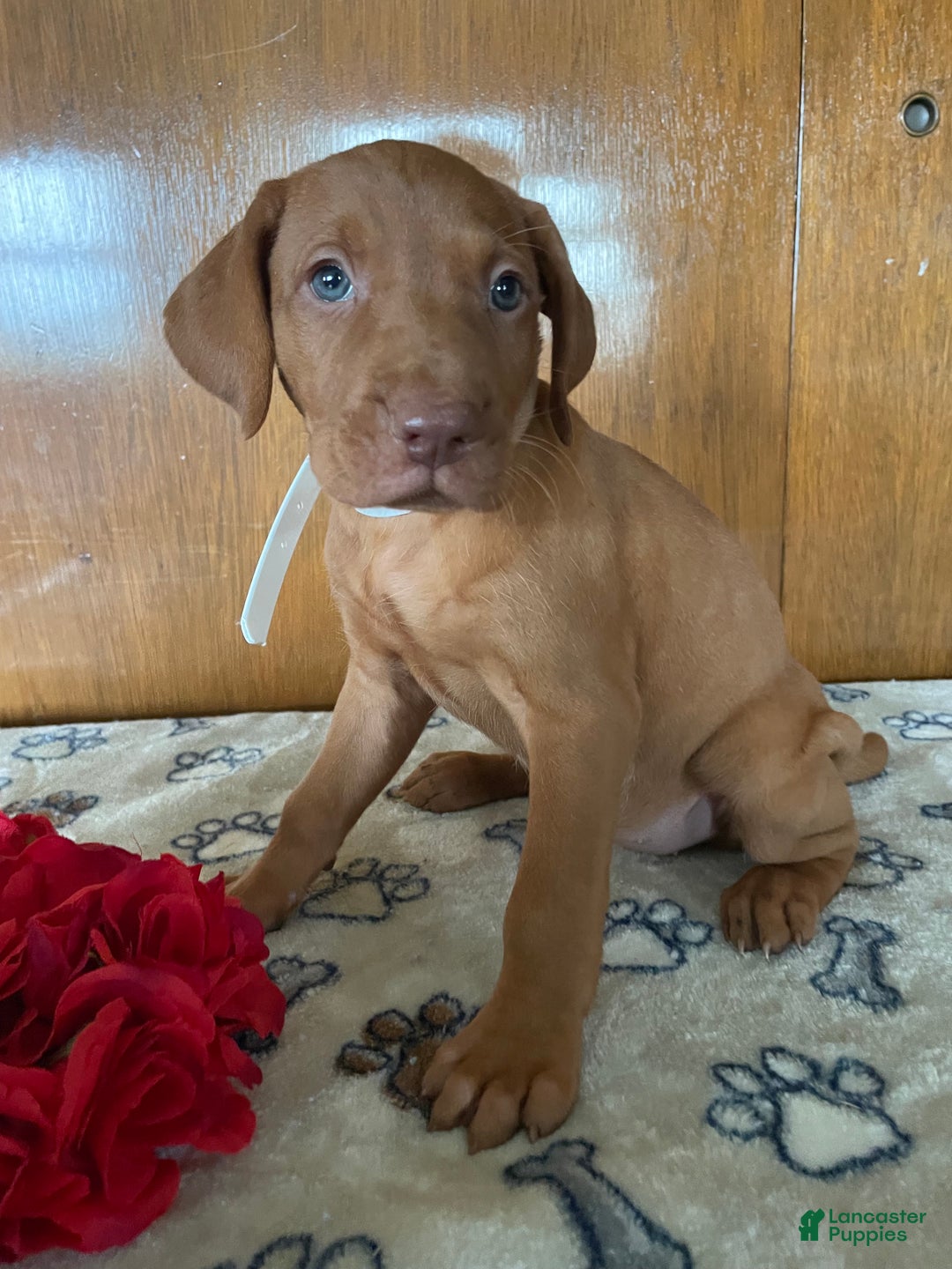 Vizsla dogs for sale: Stella - Ad 4