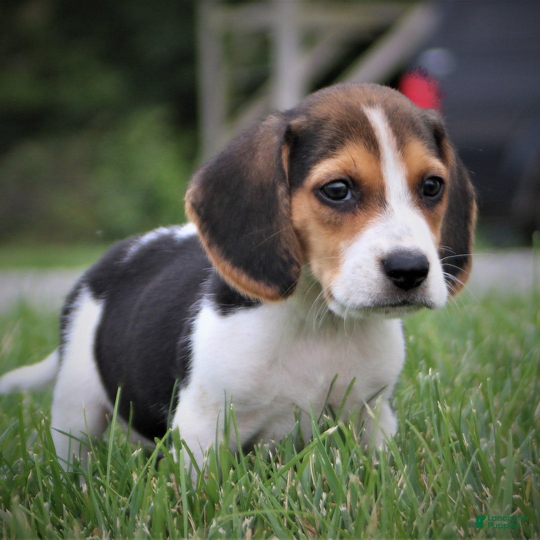 Beagle Puppies K9 Puppies For Sale Near Me Coat Beagle Puppies