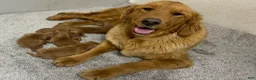 Golden Retriever dogs for sale: Clifford  - Ad 13