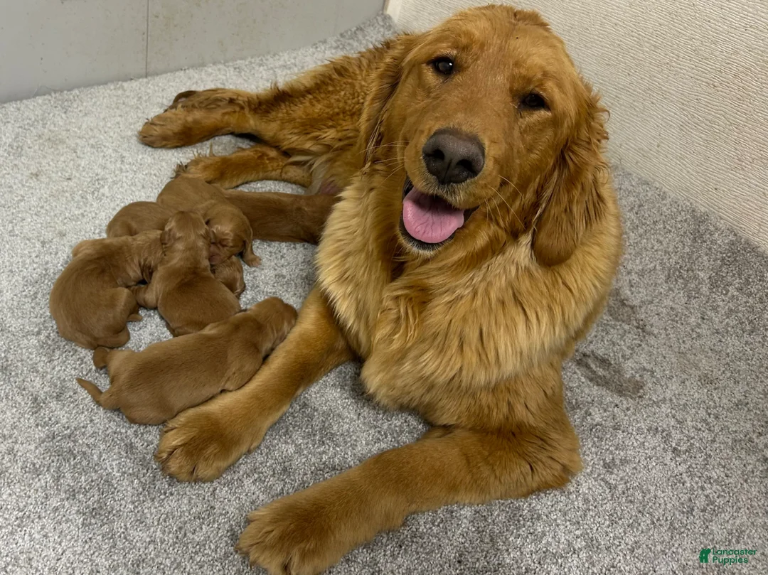 Golden Retriever dogs for sale: Clifford  - Ad 13