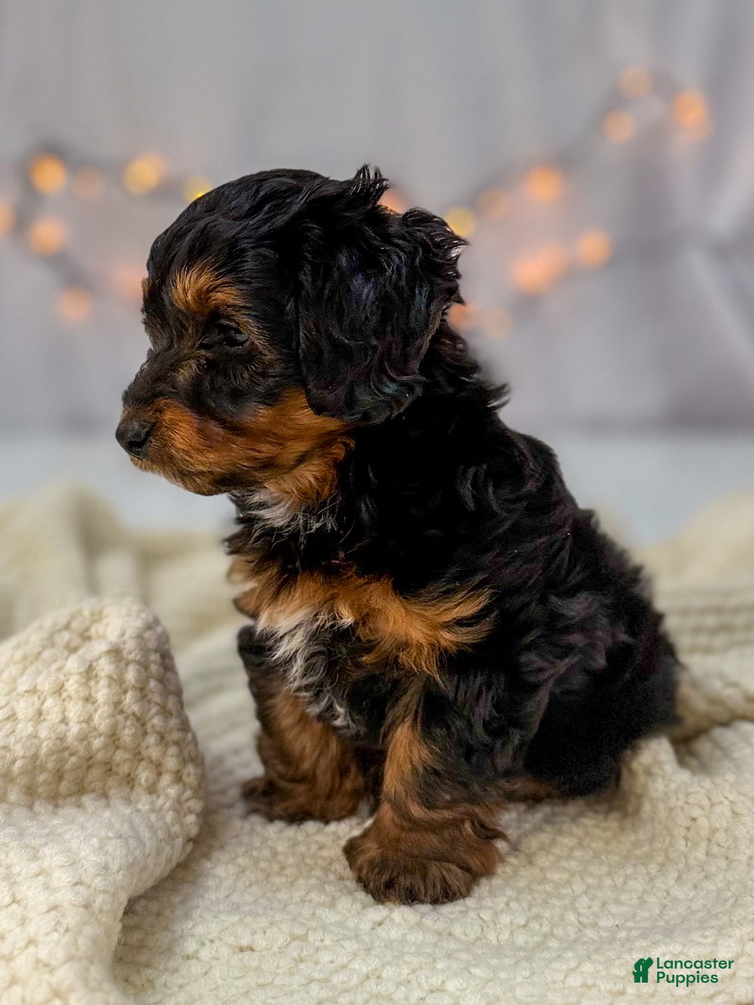 Doxiepoo dogs for sale: Isabelle - Ad 7