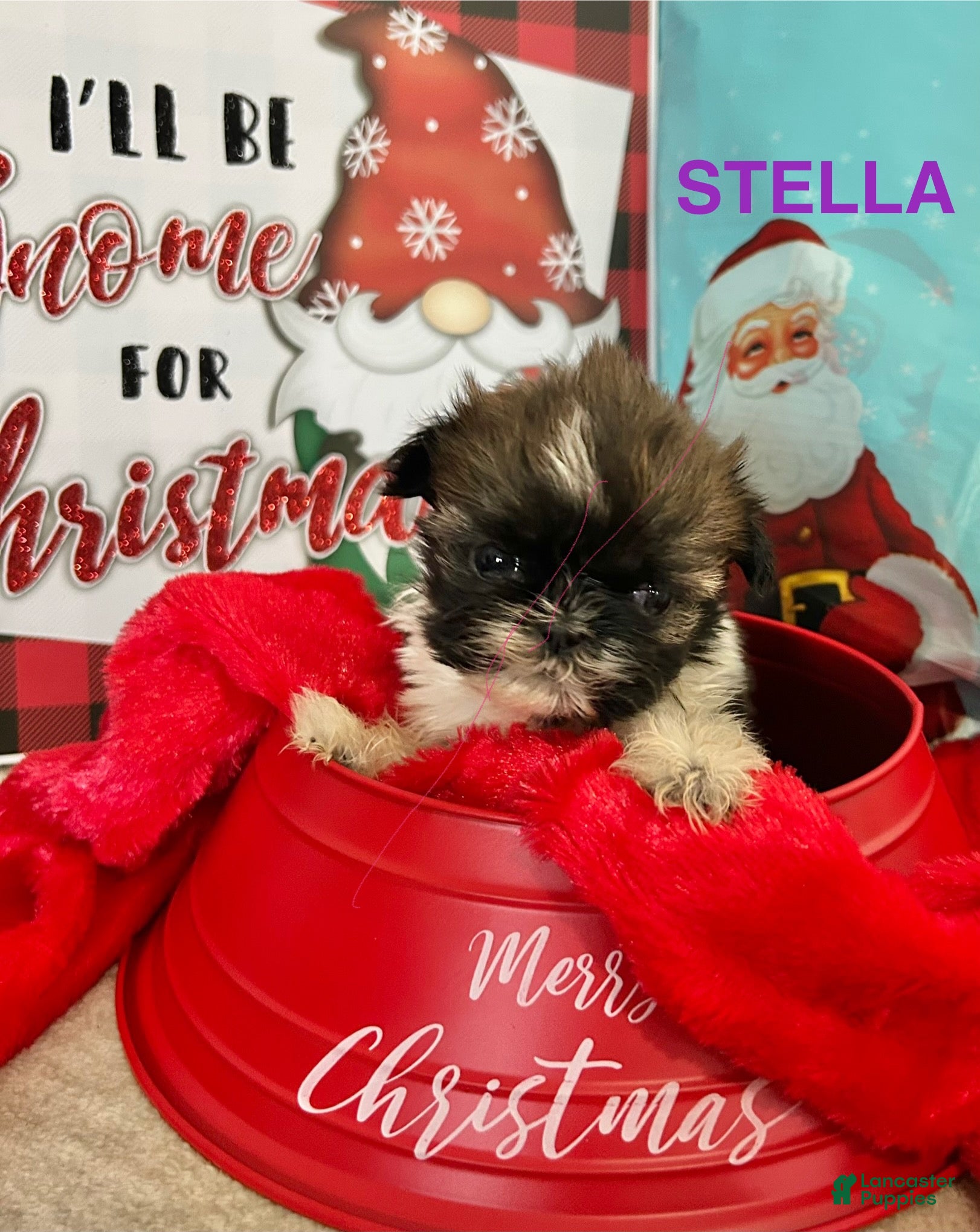 Shih Tzu dogs Shih Tzu Puppy 3 - Ad 9