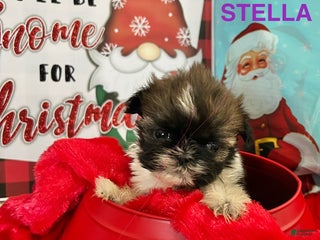 Shih Tzu dogs Shih Tzu Puppy 3 - Ad 13