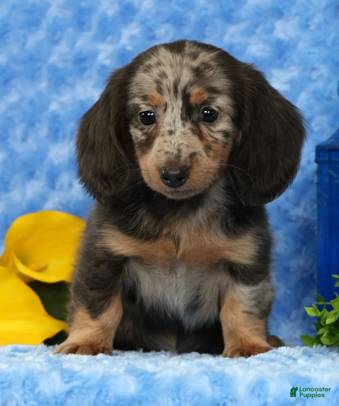 Miniature Dachshund dogs for sale: Weston - Ad 2