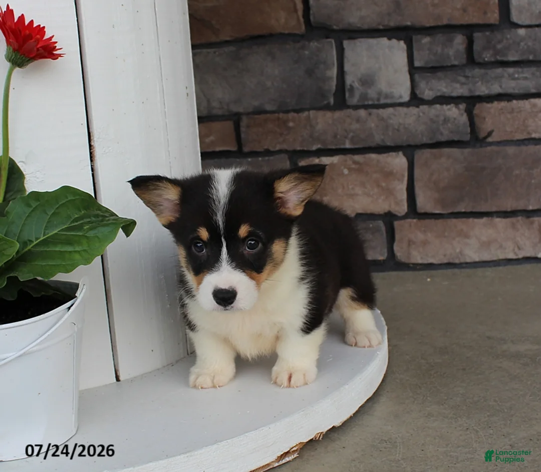 Welsh Corgi Pembroke dogs for sale: Lily - Ad 2