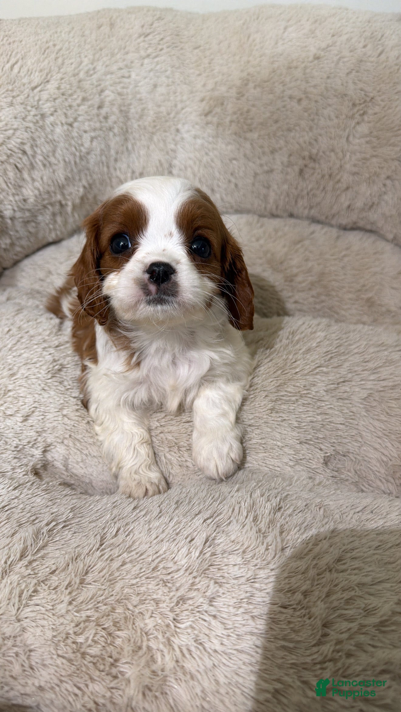 Cavapoo dogs Mia - Ad 14