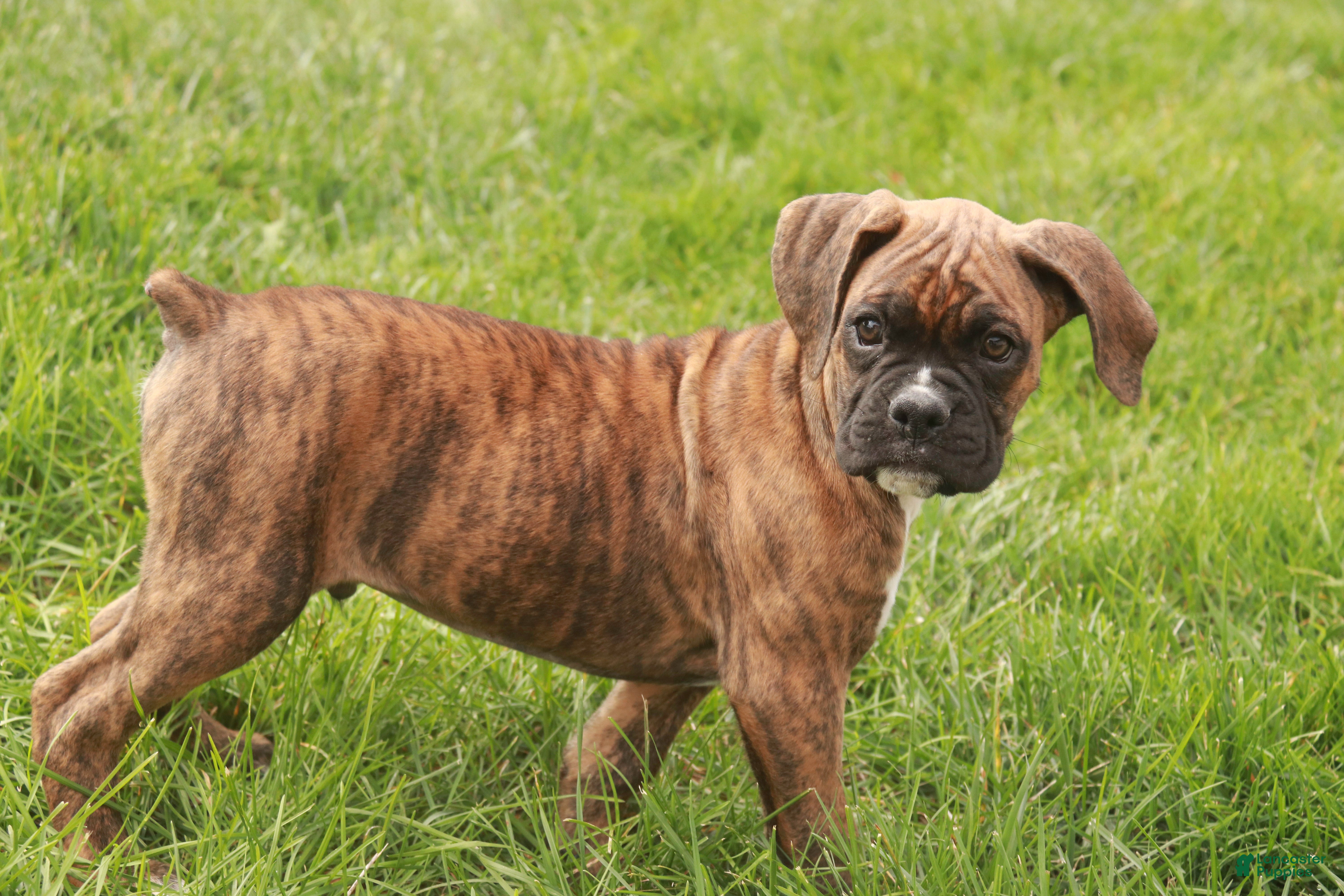 Boxer dogs Norris - Ad 34
