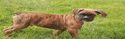 Boxer dogs for sale: Norris - Ad 1