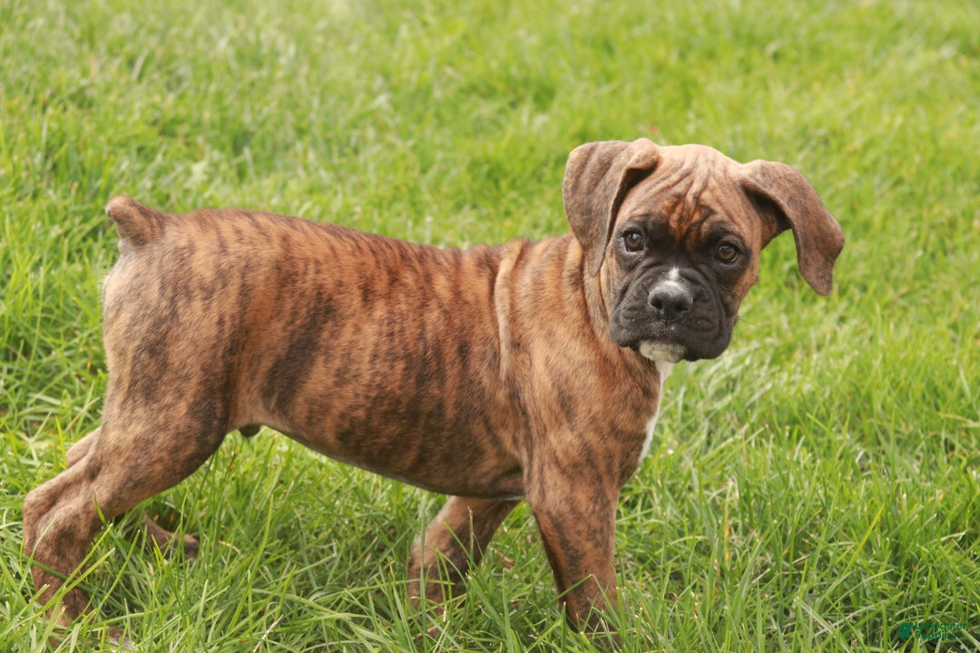 Boxer dogs for sale: Norris - Ad 1