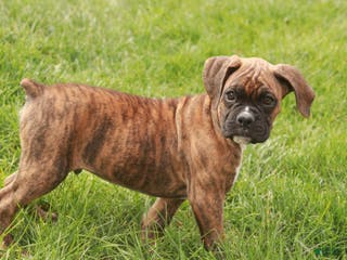 Boxer dogs Norris - Ad 31