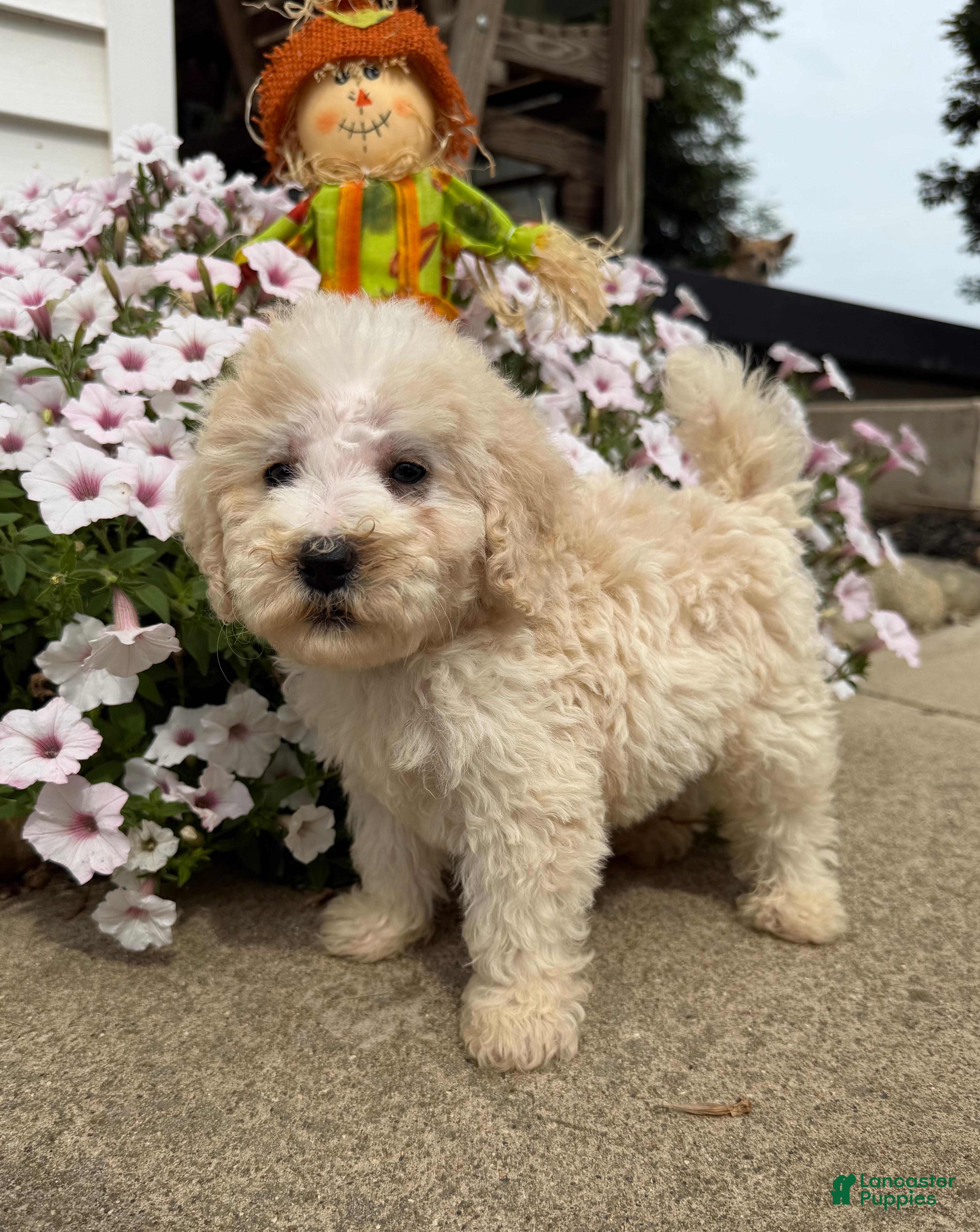 Miniature Poodle dogs Jack - Ad 1