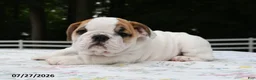 English Bulldog dogs for sale: Alex - Ad 4