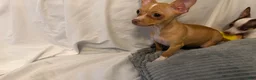 Chihuahua dogs for sale: Mr hazel  - Ad 10