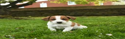 Jack Russell Terrier dogs for sale: Hamlet - Ad 3