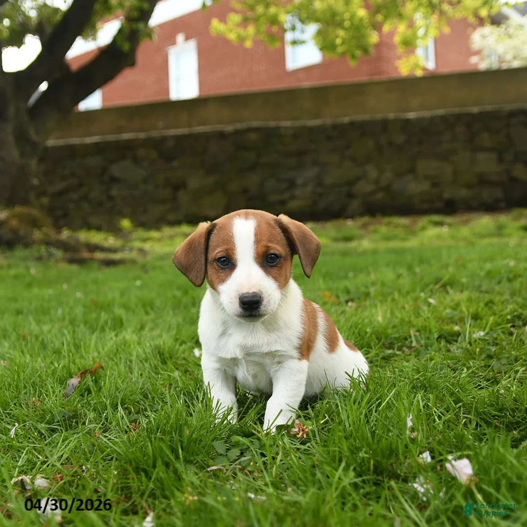 Jack Russell Terrier dogs for sale: Hamlet - Ad 3