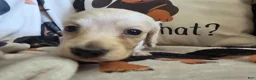 Miniature Dachshund dogs for sale: Sarah - Ad 4