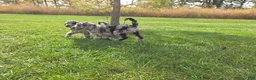 Standard Poodle dogs for sale: Half & Half - Ad 1