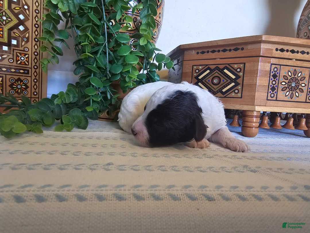 Mini Goldendoodle dogs for sale: Snoopy - Ad 3