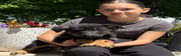 German Shepherd dogs for sale: Oceana - Ad 1